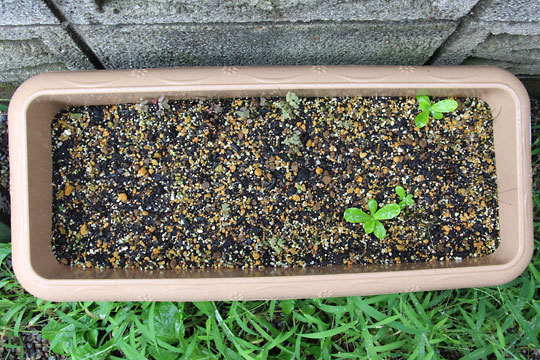 f:id:takahikonojima:20150913102609j:plain