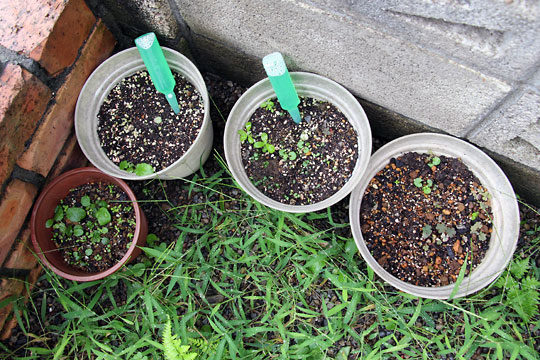 f:id:takahikonojima:20150913102619j:plain