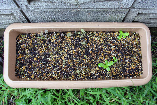 f:id:takahikonojima:20150913102630j:plain