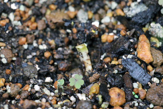 f:id:takahikonojima:20150913102648j:plain