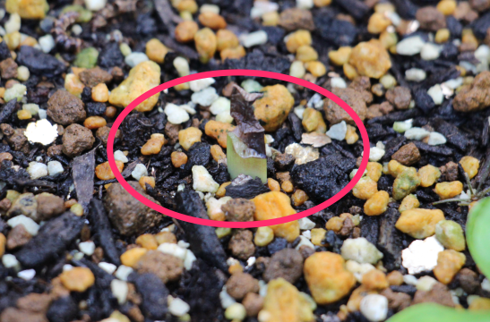 f:id:takahikonojima:20150913102911p:plain