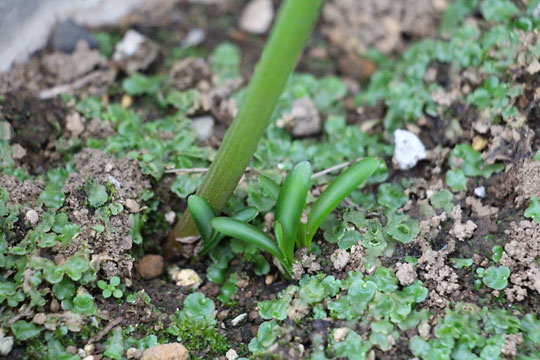 f:id:takahikonojima:20150915080829j:plain f:id:takahikonojima:20150915080829j:plain