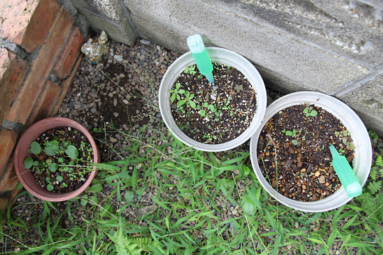 f:id:takahikonojima:20150919160744j:plain