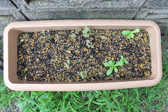 f:id:takahikonojima:20150919160751j:plain