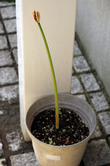 f:id:takahikonojima:20150919160859j:plain