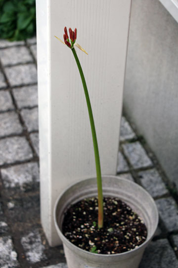 f:id:takahikonojima:20150919160929j:plain