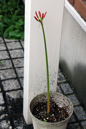 f:id:takahikonojima:20150919161025j:plain