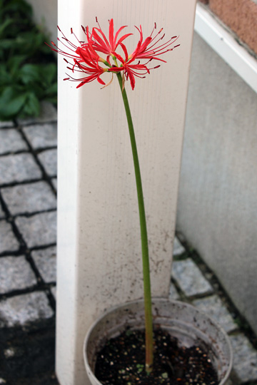 f:id:takahikonojima:20150919161047j:plain