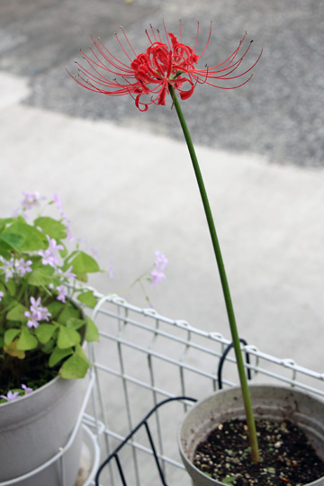 f:id:takahikonojima:20150926120231j:plain f:id:takahikonojima:20150926120231j:plain