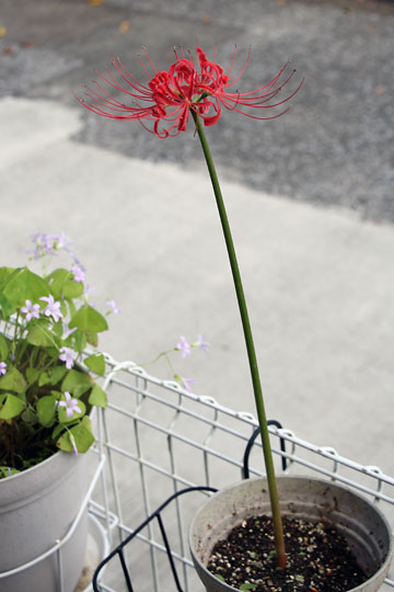 f:id:takahikonojima:20150926120251j:plain f:id:takahikonojima:20150926120251j:plain