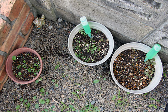 f:id:takahikonojima:20150926120300j:plain f:id:takahikonojima:20150926120300j:plain