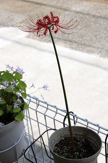 f:id:takahikonojima:20150926120312j:plain f:id:takahikonojima:20150926120312j:plain