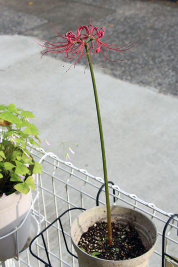 f:id:takahikonojima:20150926120331j:plain f:id:takahikonojima:20150926120331j:plain