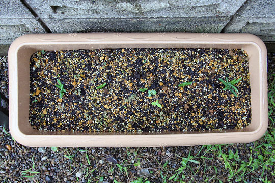 f:id:takahikonojima:20150926120347j:plain f:id:takahikonojima:20150926120347j:plain