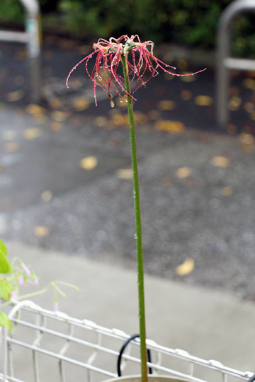 f:id:takahikonojima:20150926120353j:plain f:id:takahikonojima:20150926120353j:plain