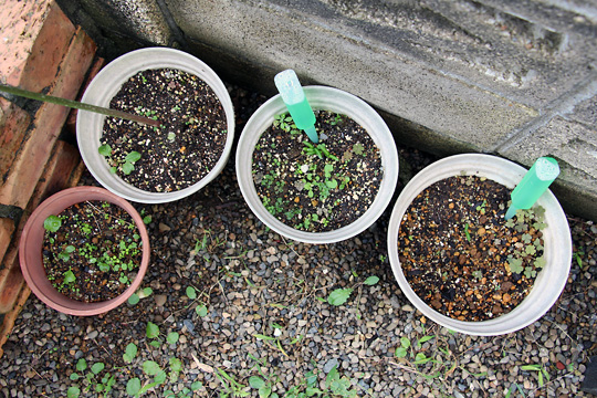 f:id:takahikonojima:20150926120402j:plain f:id:takahikonojima:20150926120402j:plain