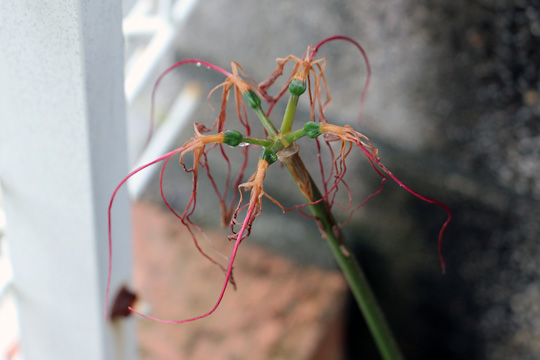 f:id:takahikonojima:20150926120418j:plain f:id:takahikonojima:20150926120418j:plain