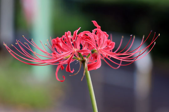 f:id:takahikonojima:20150926120445j:plain f:id:takahikonojima:20150926120445j:plain