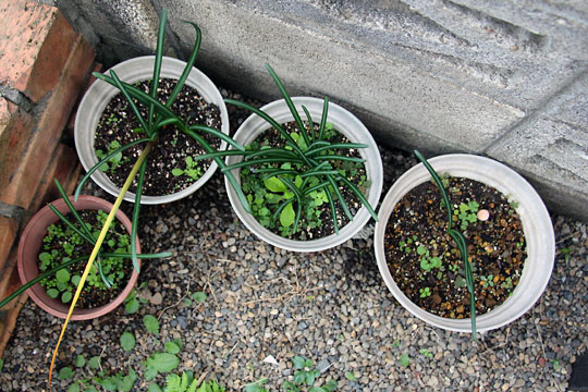 f:id:takahikonojima:20151024110742j:plain