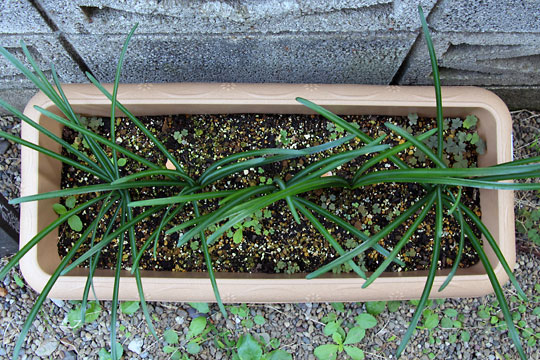 f:id:takahikonojima:20151024110840j:plain