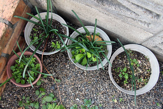 f:id:takahikonojima:20151031145923j:plain