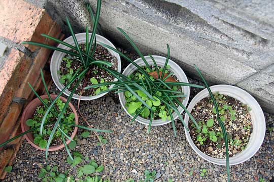 f:id:takahikonojima:20151031150058j:plain