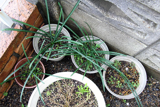 f:id:takahikonojima:20151122104249j:plain