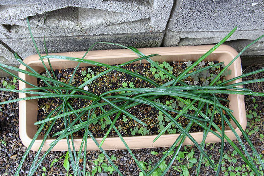 f:id:takahikonojima:20151122104305j:plain