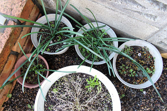 f:id:takahikonojima:20151122104331j:plain