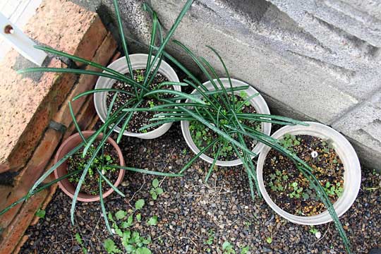 f:id:takahikonojima:20151122104350j:plain