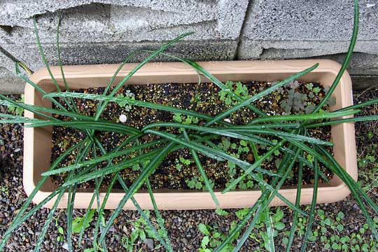 f:id:takahikonojima:20151122104357j:plain