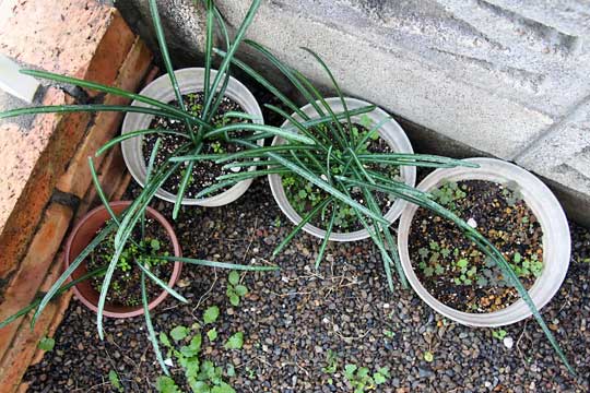 f:id:takahikonojima:20151122104403j:plain