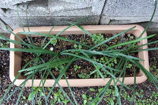 f:id:takahikonojima:20151122104409j:plain