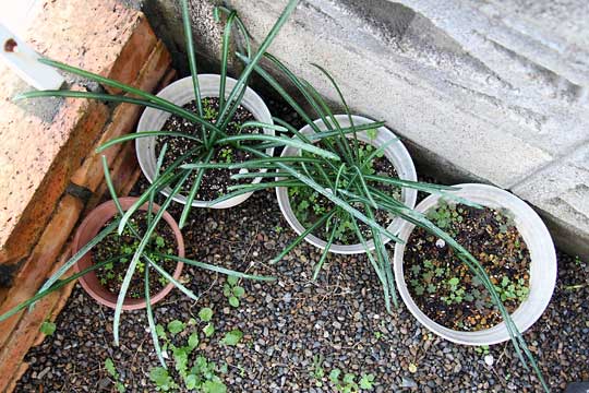 f:id:takahikonojima:20151122104416j:plain