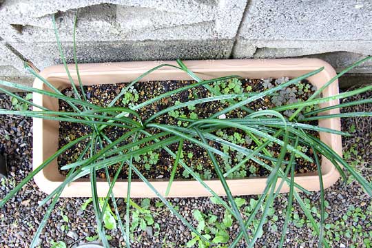 f:id:takahikonojima:20151122104421j:plain