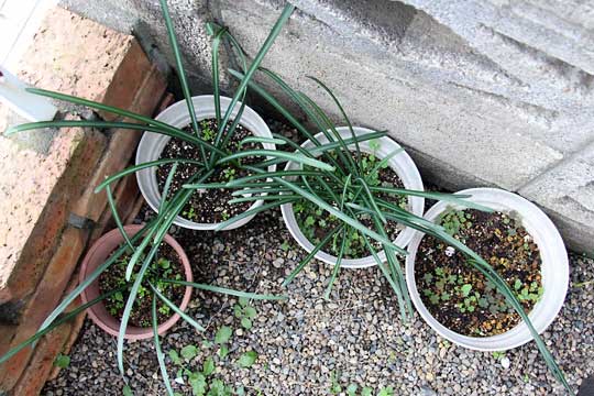 f:id:takahikonojima:20151122104429j:plain