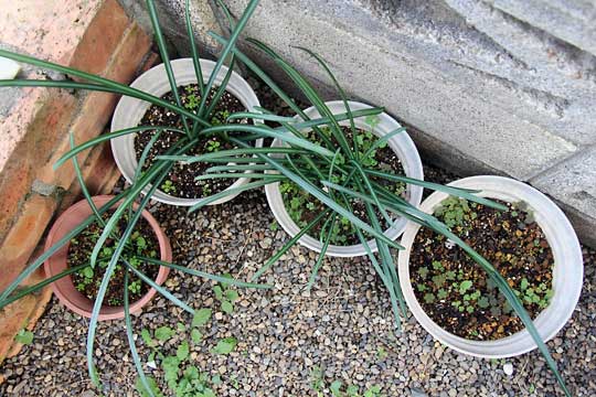 f:id:takahikonojima:20151122104443j:plain