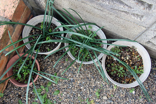 f:id:takahikonojima:20151212194207j:plain