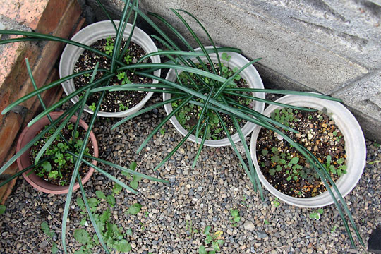 f:id:takahikonojima:20151212194244j:plain