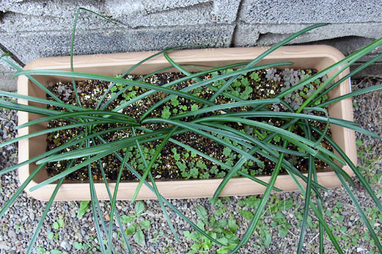 f:id:takahikonojima:20151212194249j:plain