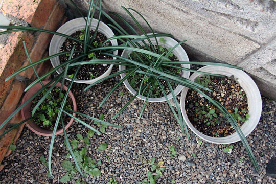 f:id:takahikonojima:20151212194256j:plain