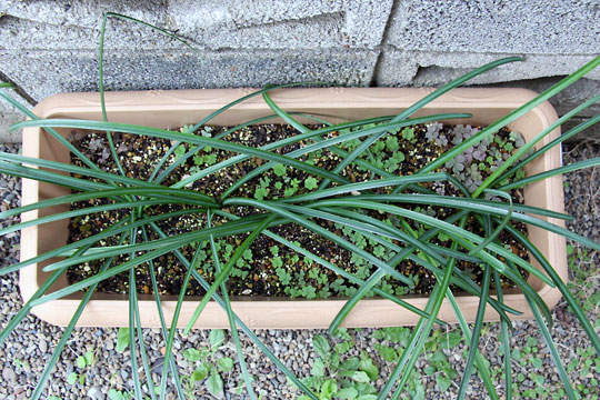 f:id:takahikonojima:20151212194312j:plain