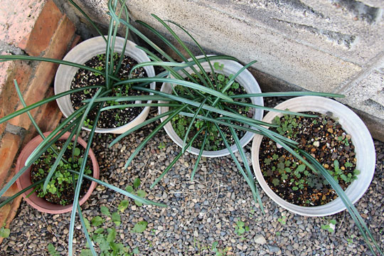 f:id:takahikonojima:20151212194327j:plain