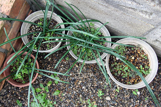 f:id:takahikonojima:20151227082640j:plain