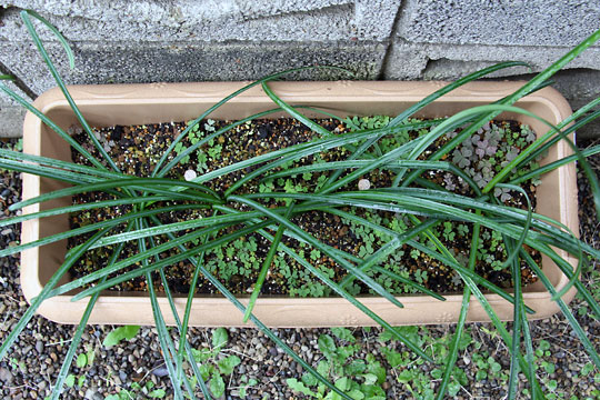 f:id:takahikonojima:20151227082645j:plain