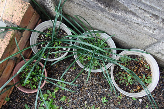 f:id:takahikonojima:20151227082716j:plain