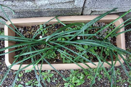 f:id:takahikonojima:20151227082720j:plain