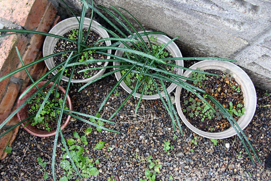 f:id:takahikonojima:20151227082757j:plain