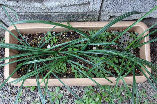 f:id:takahikonojima:20151227082802j:plain