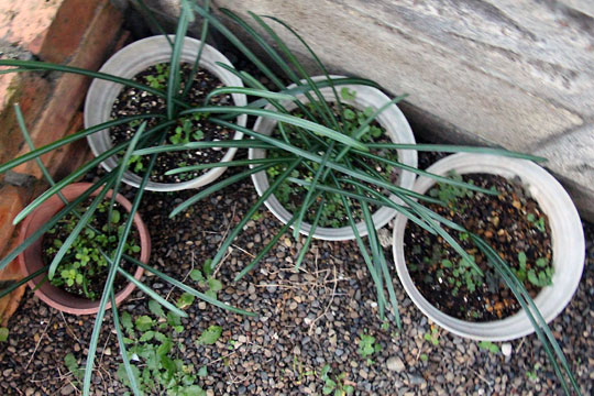 f:id:takahikonojima:20151227082831j:plain